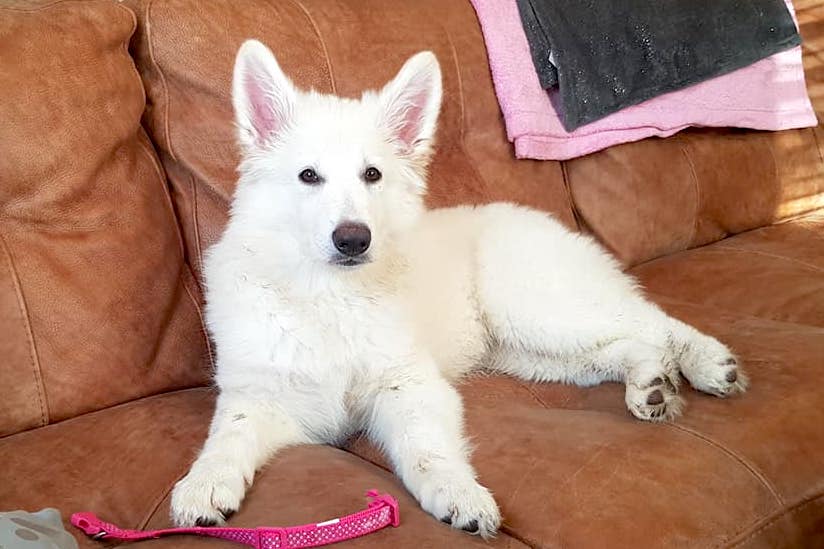 White German Shepherd Breeders Kansas
