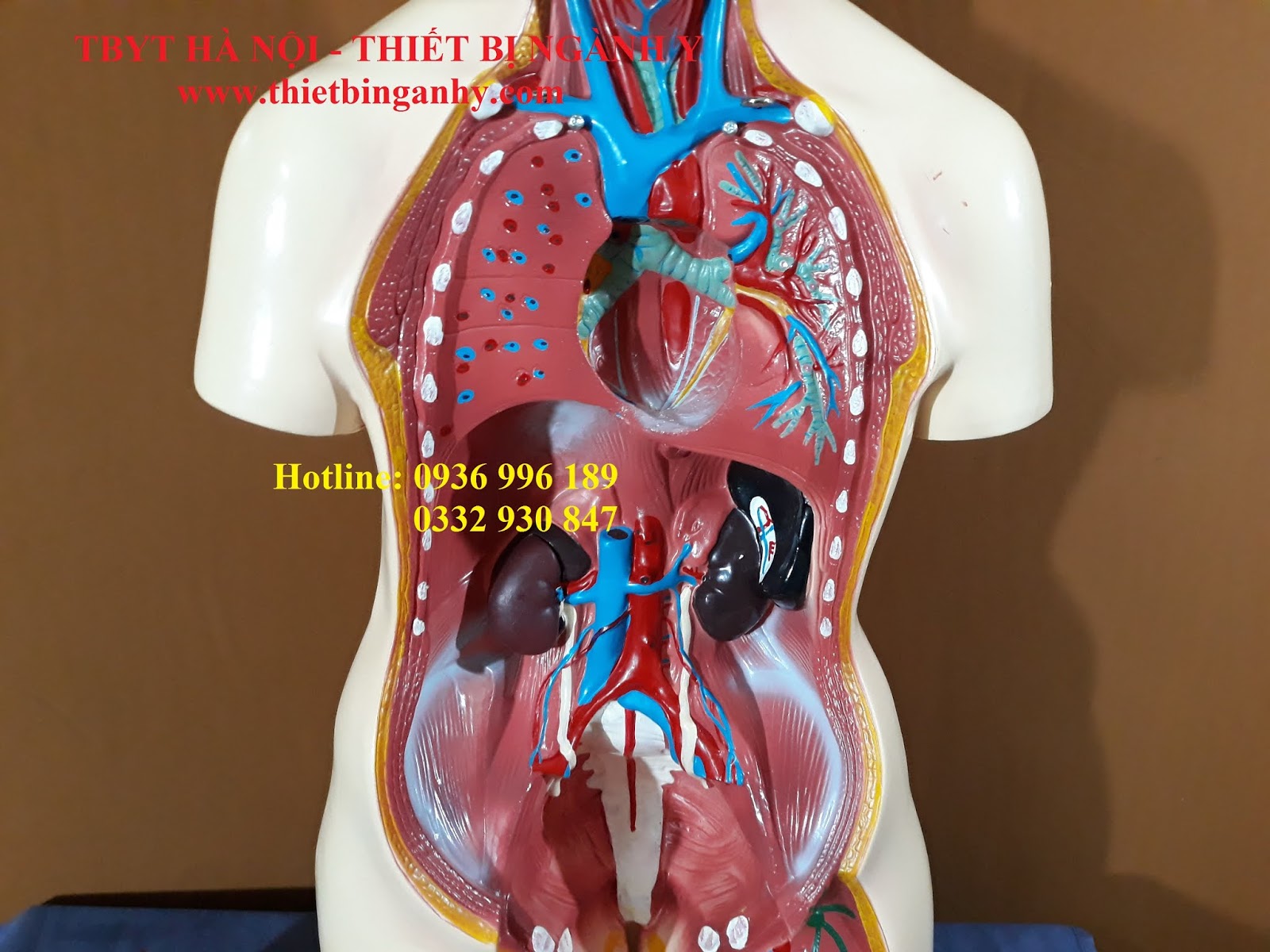 Mô hình giải phẫu nội tạng người chất liệu nhựa PVC mô hình giảng dạy y  khoa VIETVALUE