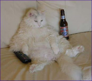 Gato no sofá a beber cerveja e a ver televisão
