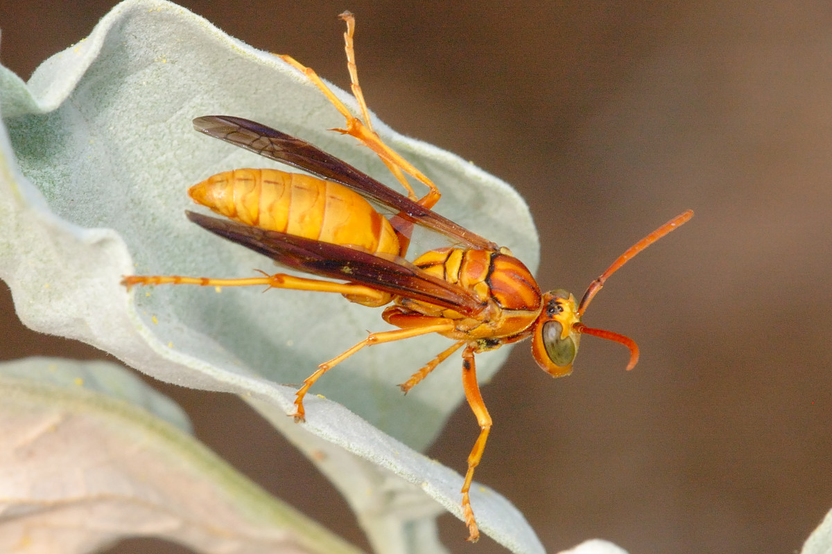 That's Wrong!: Killing wasps with petrol