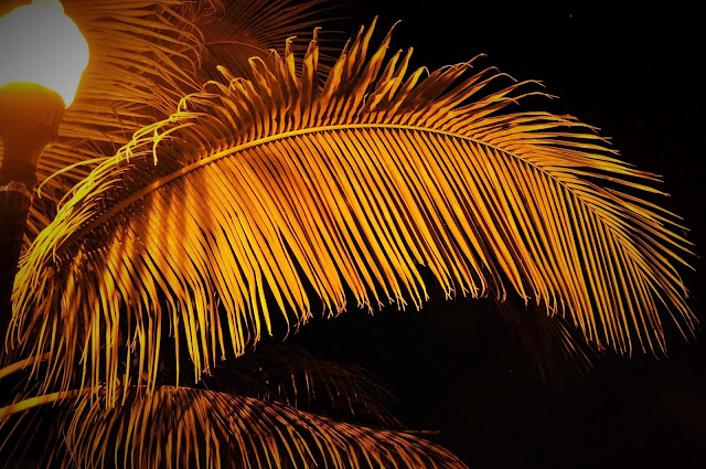 _DSC0820%2B%25282%2529.JPG