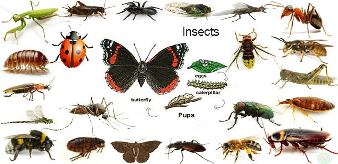 insects name with relevant necessary vocabulary amp word insects images with names chart