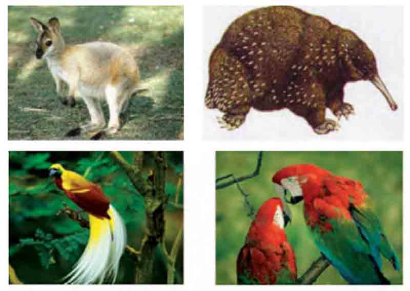 Fauna tipe Asiatis Fauna tipe Peralihan dan Fauna tipe 