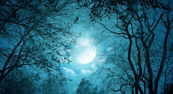 moonlight wallpapers forest moon desktop animals posted moonligh unknown