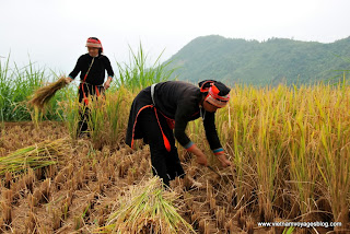 La saison de récolte du riz à Dong Van - Photo An Bui