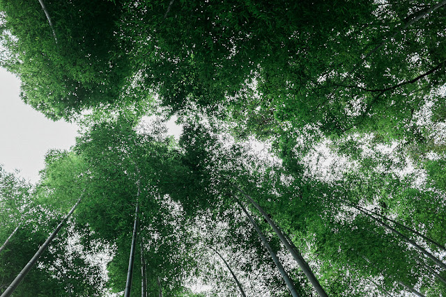 Arashiyama Bamboo Forest Japan