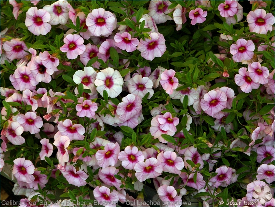 Calibrachoa 'Superbells Cherry Blossom' - Calibrachoa ogrodowa 