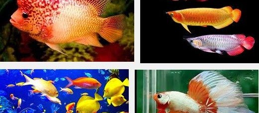 Pecinta Ikan Hias Baca Standar Cara Perawatan Burayak Ikan Hias