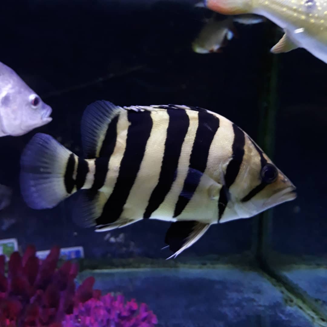 Jenis Dan Harga Ikan Tigerfish Atau Datz Ikanesia Id