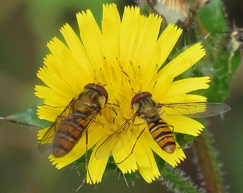 Episyrphus balteautus