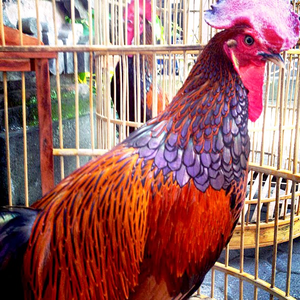 Cemani Farms: Bekisar Hybrid | Ayam Cemani Poultry Breeding