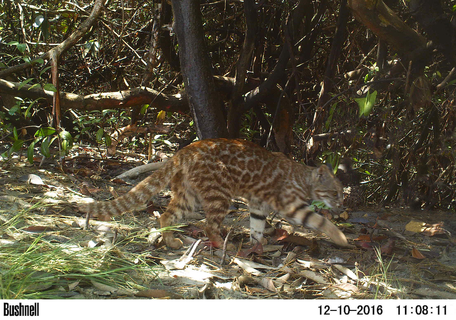 PLAAN : Gato del Desierto - Leopardus colocolo