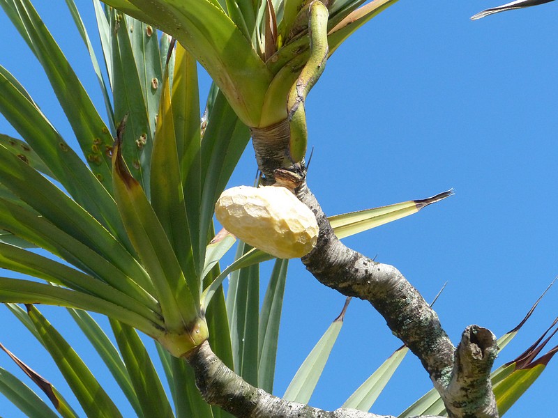 Faaxaal Photos nature gratuites et libres de droits Pandanus utilis
