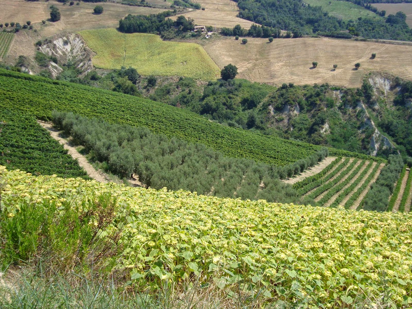 Le Marche Wine Country