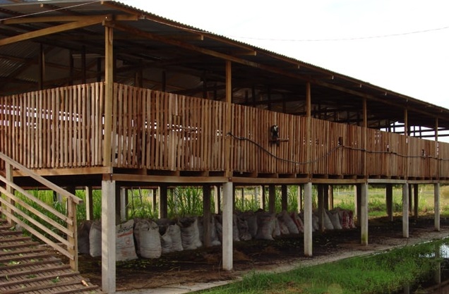 Kandang Ayam Broiler Dari Bambu - Tentang Kolam Kandang Ternak