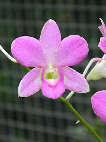 Cooktown orchid Dendrobium bigibbum  at Orchid World Barbados by garden muses-not another Toronto gardening blog