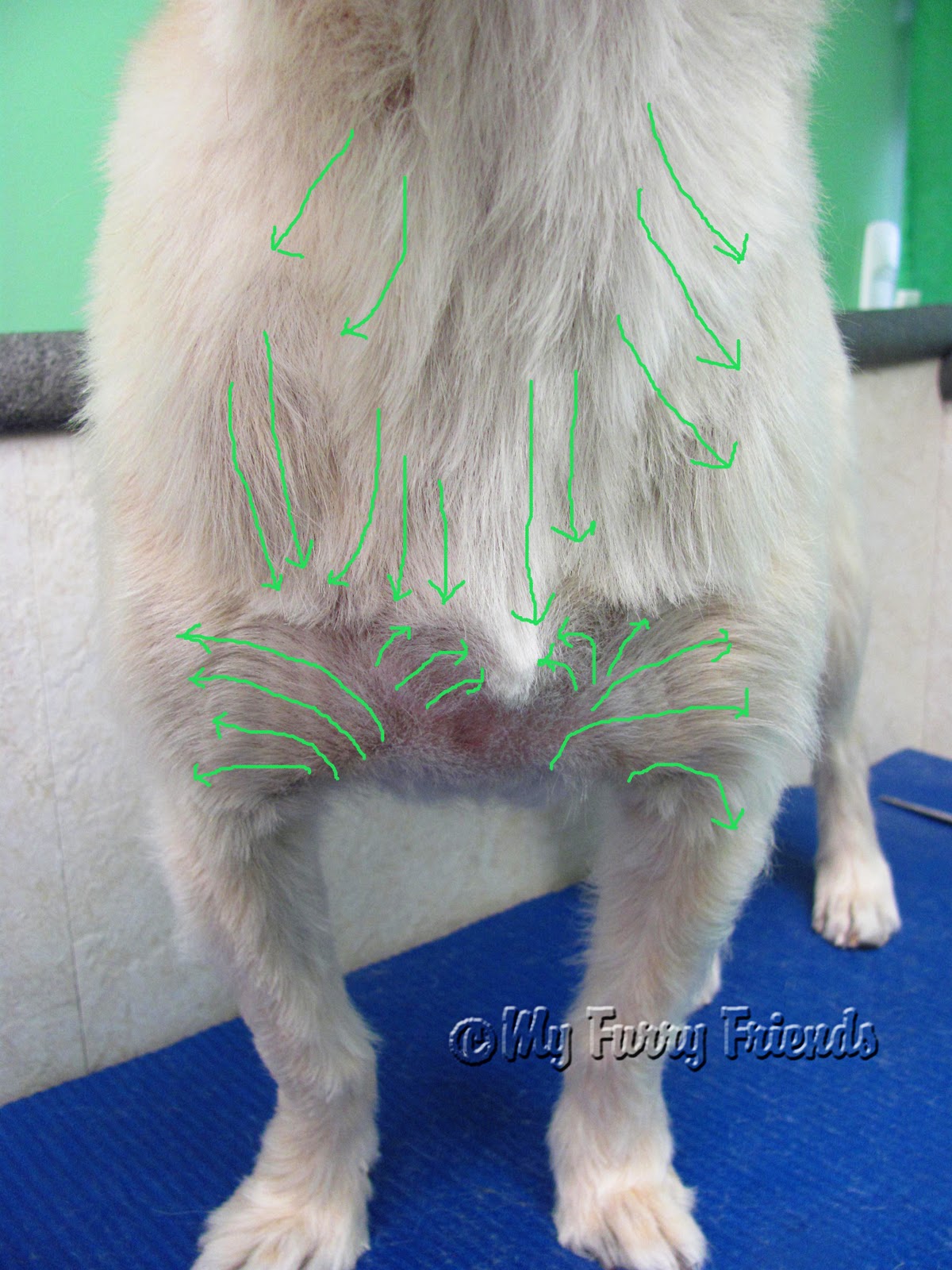 Pet Grooming The Good, The Bad, & The Furry Cowlicks...what a pain in