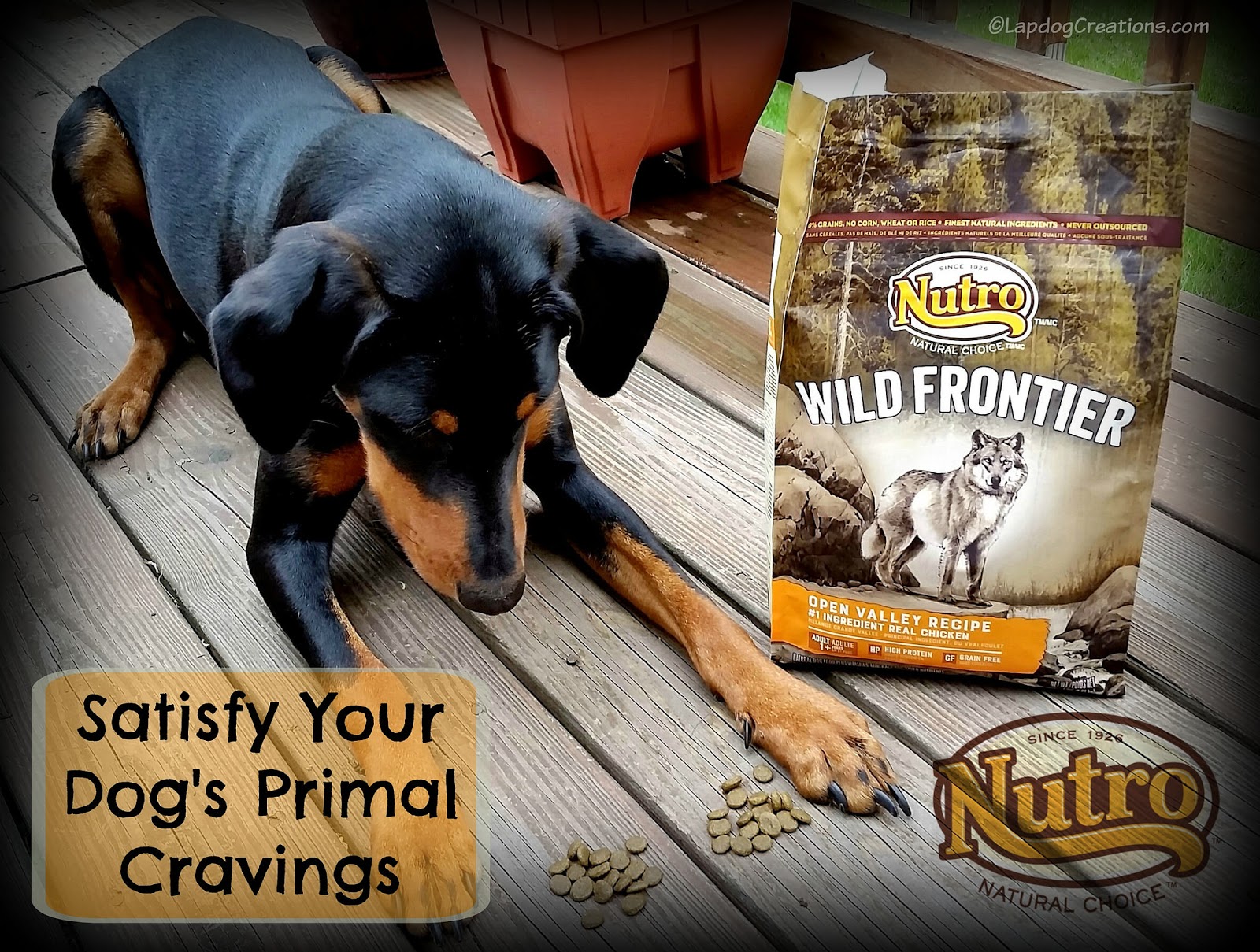 Lapdog Creations Satisfy Your Dog's Primal Cravings with NUTRO