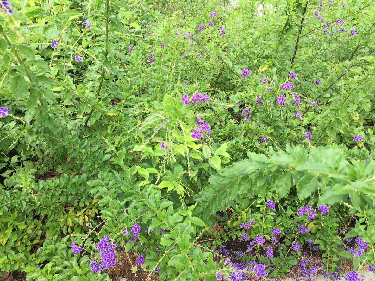 Butterflies Of Singapore Favourite Nectaring Plants 14