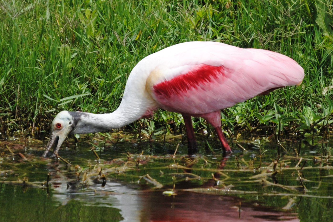 Field Notes and Photos: Roseate Spoonbill (Platalea ajaja), Florida's ...