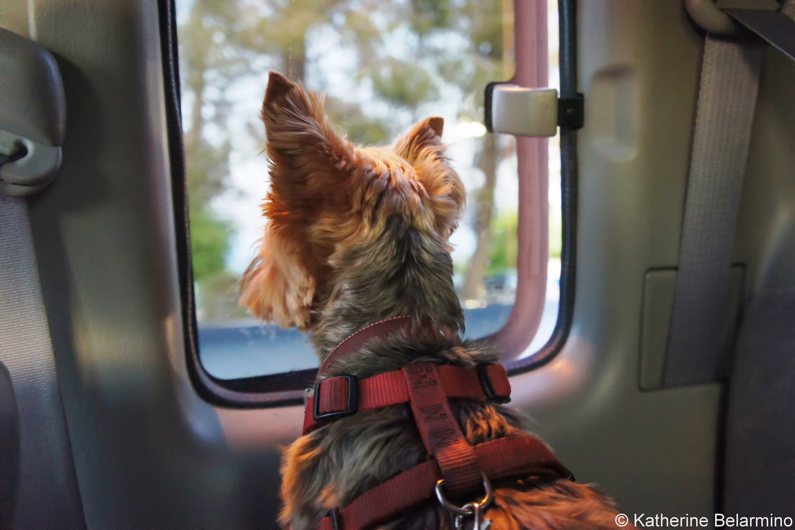 PetFriendly Vacations 10 Tips for Traveling with Dogs Travel the World