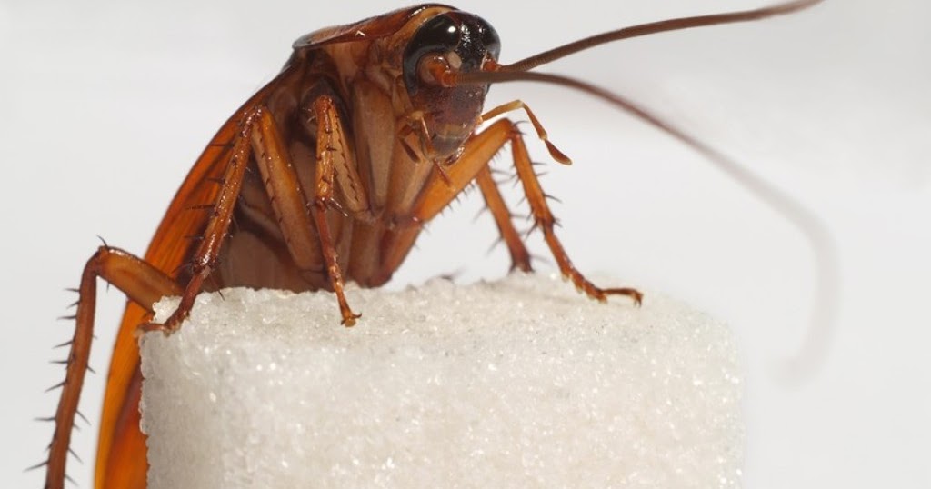 Ev haşereleri ile doğal mücadele Böcekler