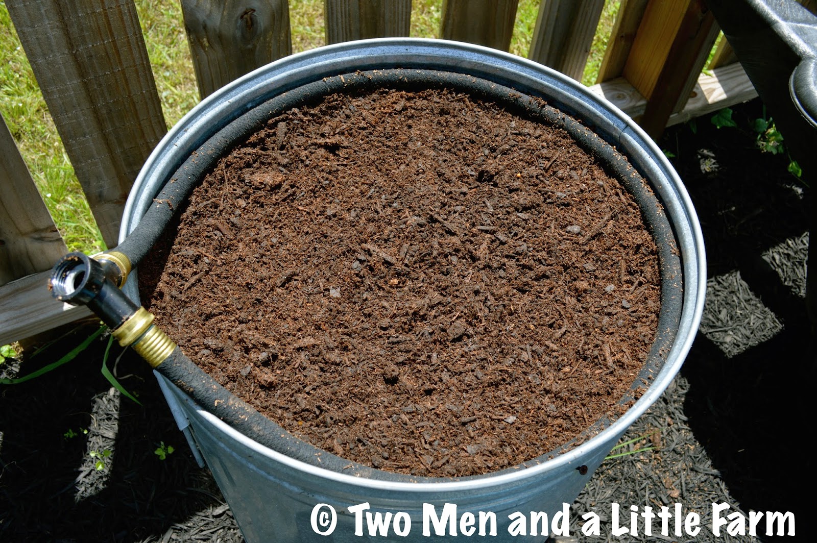 Two Men and a Little Farm HOW TO GROW SWEET POTATOES IN A CONTAINER