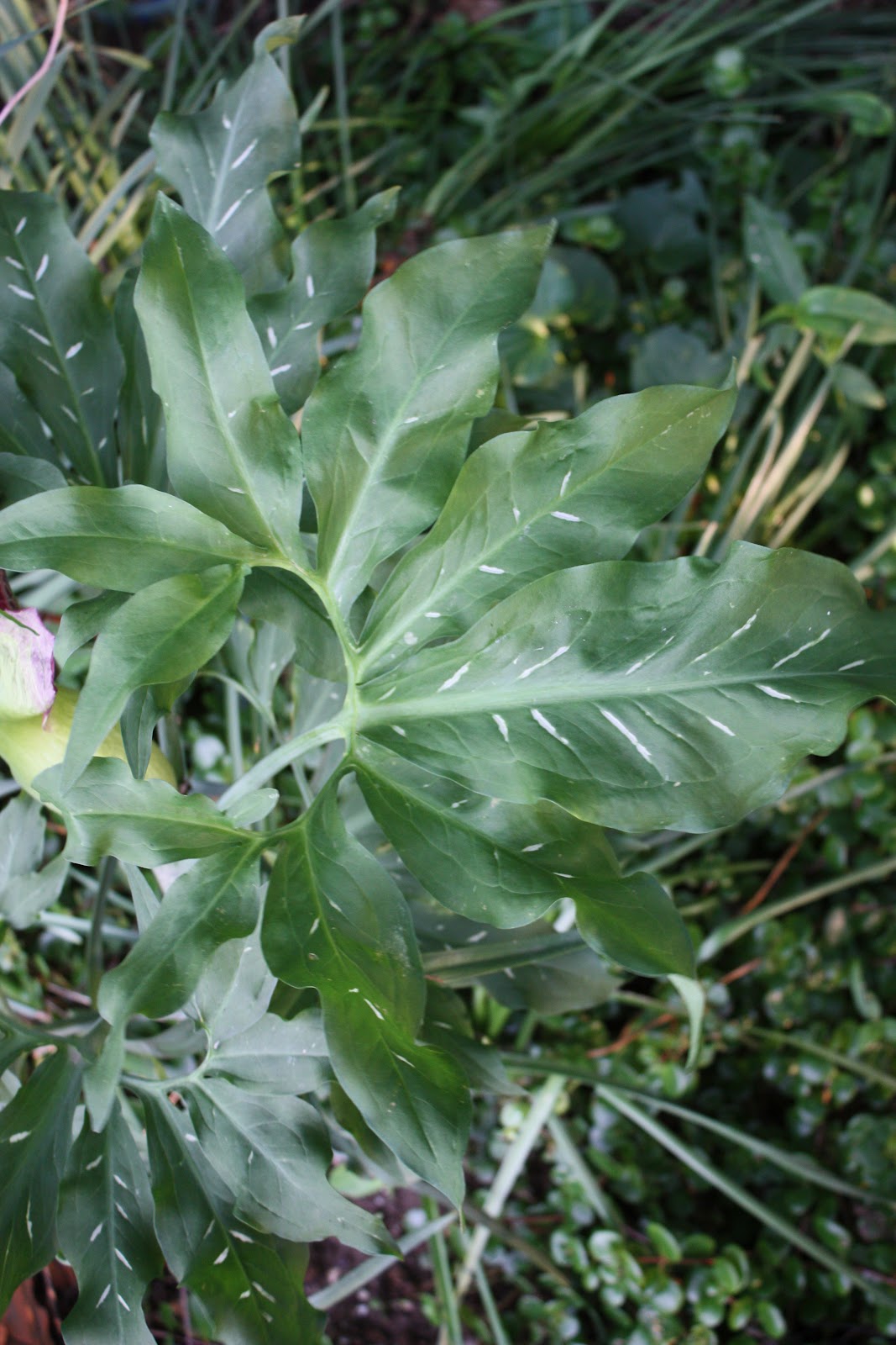 Dragon Arum, Green Dragon, Arum Italicum for zone 7