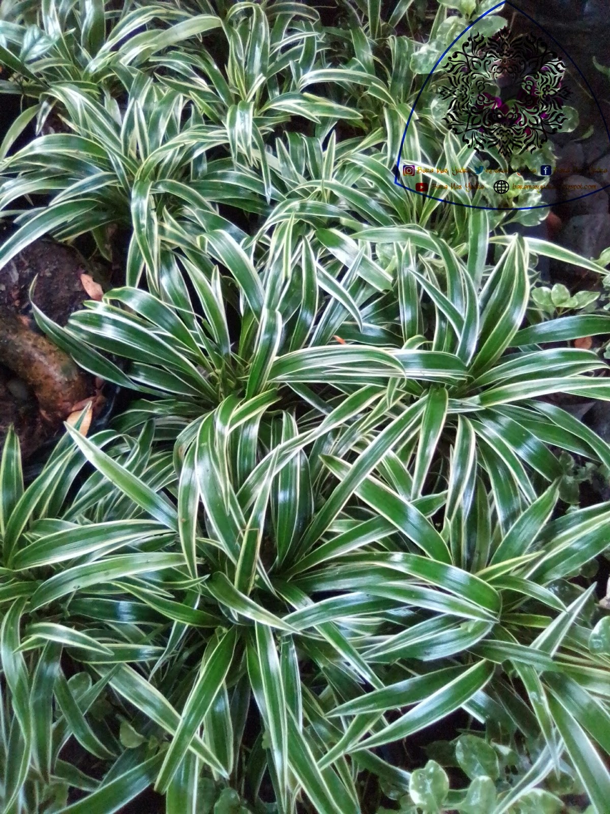 Bara Mas Yudra Selintas Tentang Lili Paris