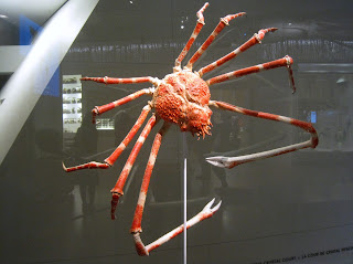 Japan - It's A Wonderful Rife: Giant Japanese Spider Crab