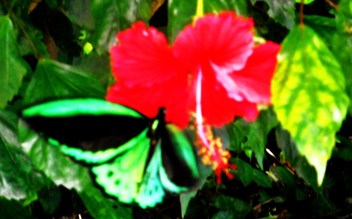 Little Darwin DAZZLING TROPICAL BUTTERFLIES OF NORTH QUEENSLAND