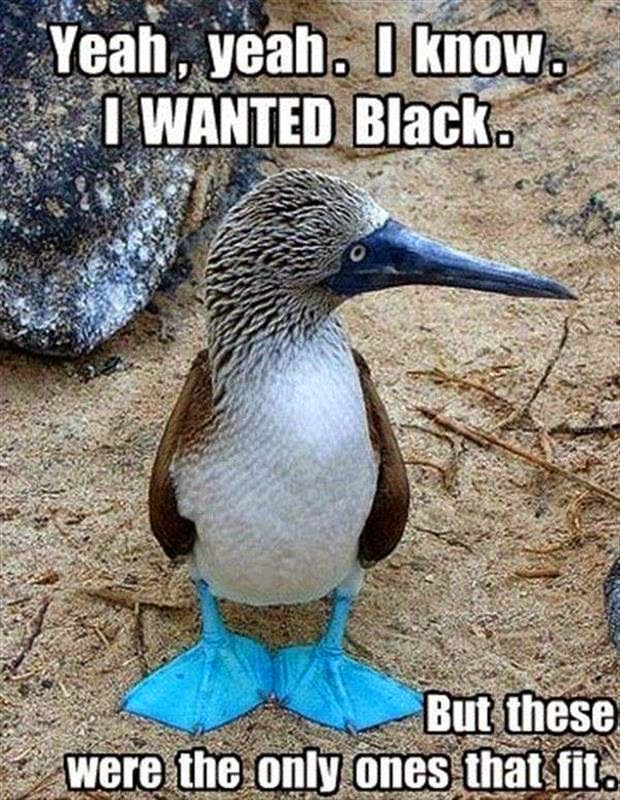 30 Funny animal captions part 25 (30 pics) Amazing Creatures