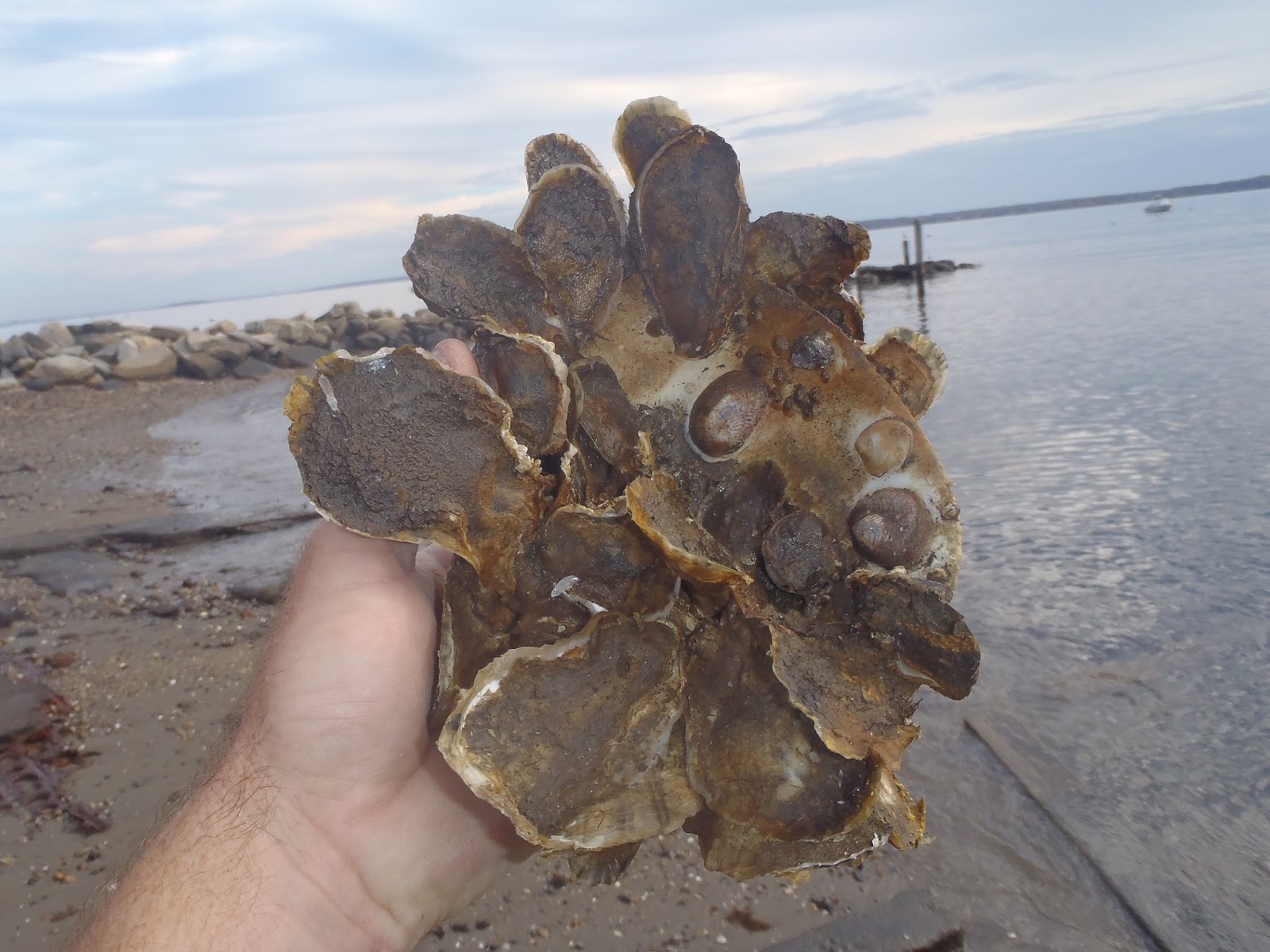 Massachusetts Oyster Project Eight Fun Oyster Facts