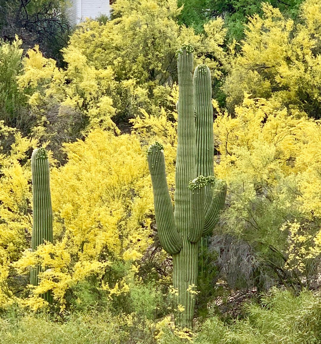 The Daily Rant Green Sticks Everywhere