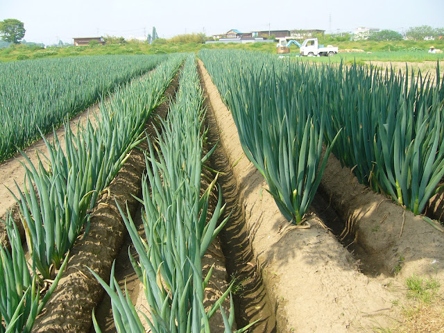 ソーシアルメディアで青果物流通 千住ねぎ の産地を訪ねて