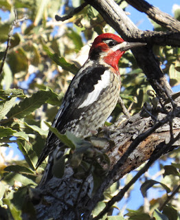 Red-naped x Red-breasted Sapsucker