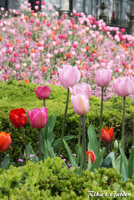 spring bento♪ -tulipani e soboro-