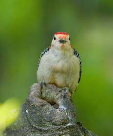 Red-bellied Woodpecker - Central Park, New York