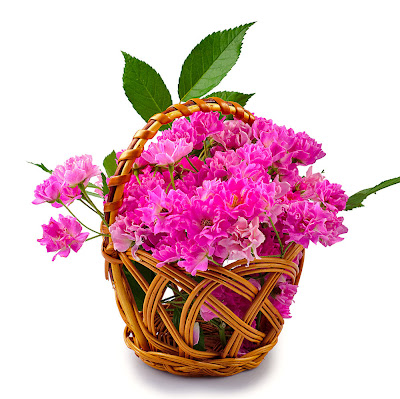 9 fotografías gratis de flores color rosa, fucsia y lila.