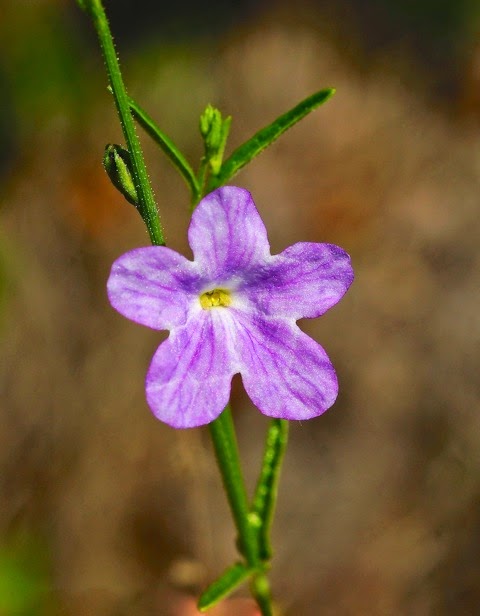 Flora de Puerto Rico Ilustrada Papo Vives VERBENACEAE TAMONEA BOXIANA
