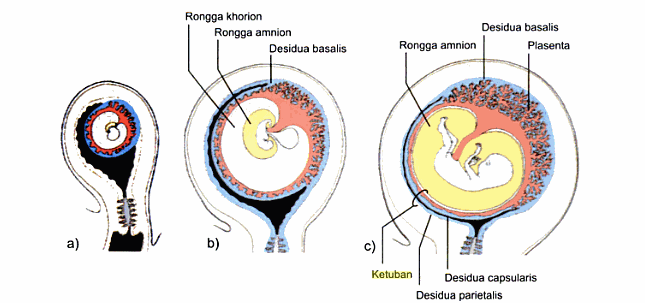 Kehamilan yang tidak direncanakan masih menjadi penghalang di Namibia - UNFPA