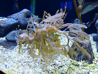 Dragon de mer feuillu - Hippocampe feuille - Phycodurus eques Dragon de mer feuillu - Hippocampe feuille - Phycodurus eques