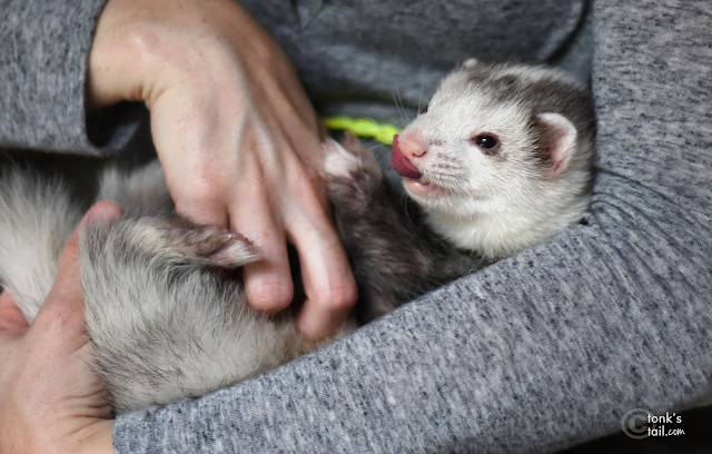 Ferret cuddle, @snotface_critter, Ferret fangs, guest fangs on friday, Cute pets, 