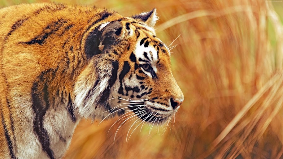 Tiger, 4K, 3840x2160, #53