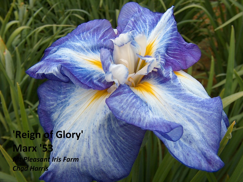 Buy Purple Reign Bearded Iris Online, Iris Bulbs