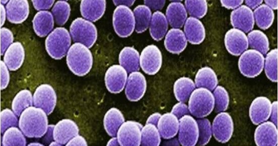 senthil-prabhu-sivasamy-staphylococcus-aureus