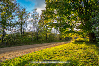 A fully green giant maple tree, viewed from the edge of the driveway a week and a half ago. This is a before photo of the fall foliage change. by chris gardiner photography www.cgardiner.ca
