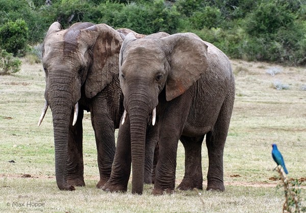 the maX files: World Elephant Day 2014