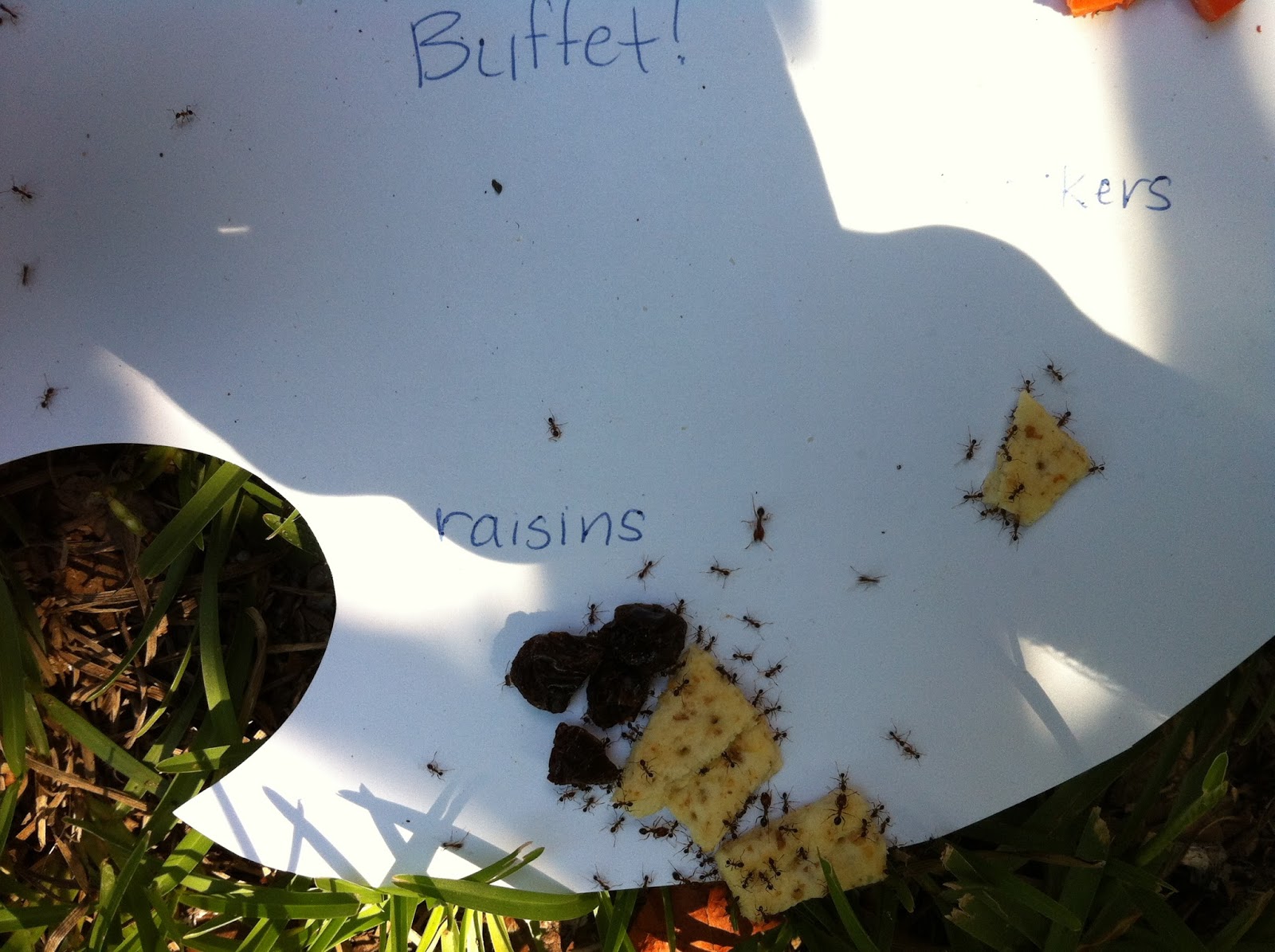 The Princess, The Pirate, and The Dinosaur: Creating an Ant Buffet and ...