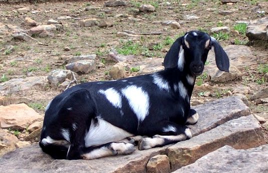 A black and white Nubian goat lying on a rocky ledge.